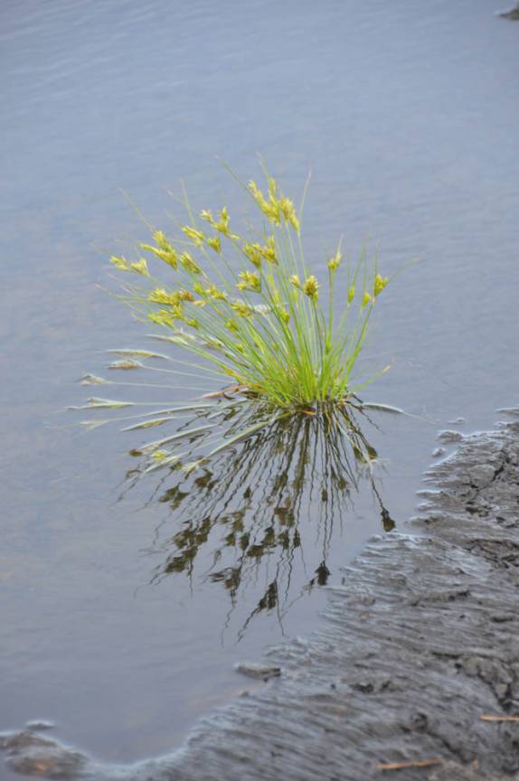 Flores nascem e crescem no Pitch Lake, região de San Fernado, em Trinidad e Tobago